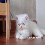 ลูกแมว Exotic lh ขนยาว สีขาว ตาสีฟ้า เพศชาย