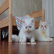 ลูกแมว Exotic lh ขนยาว สีขาว ตาสีฟ้า เพศชาย