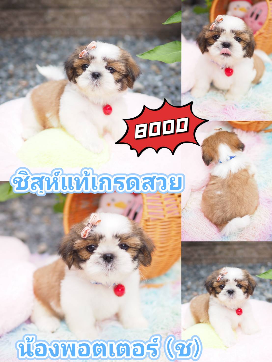 กิ๊ฟซ่า ชิสุ  ลดได้จ้า