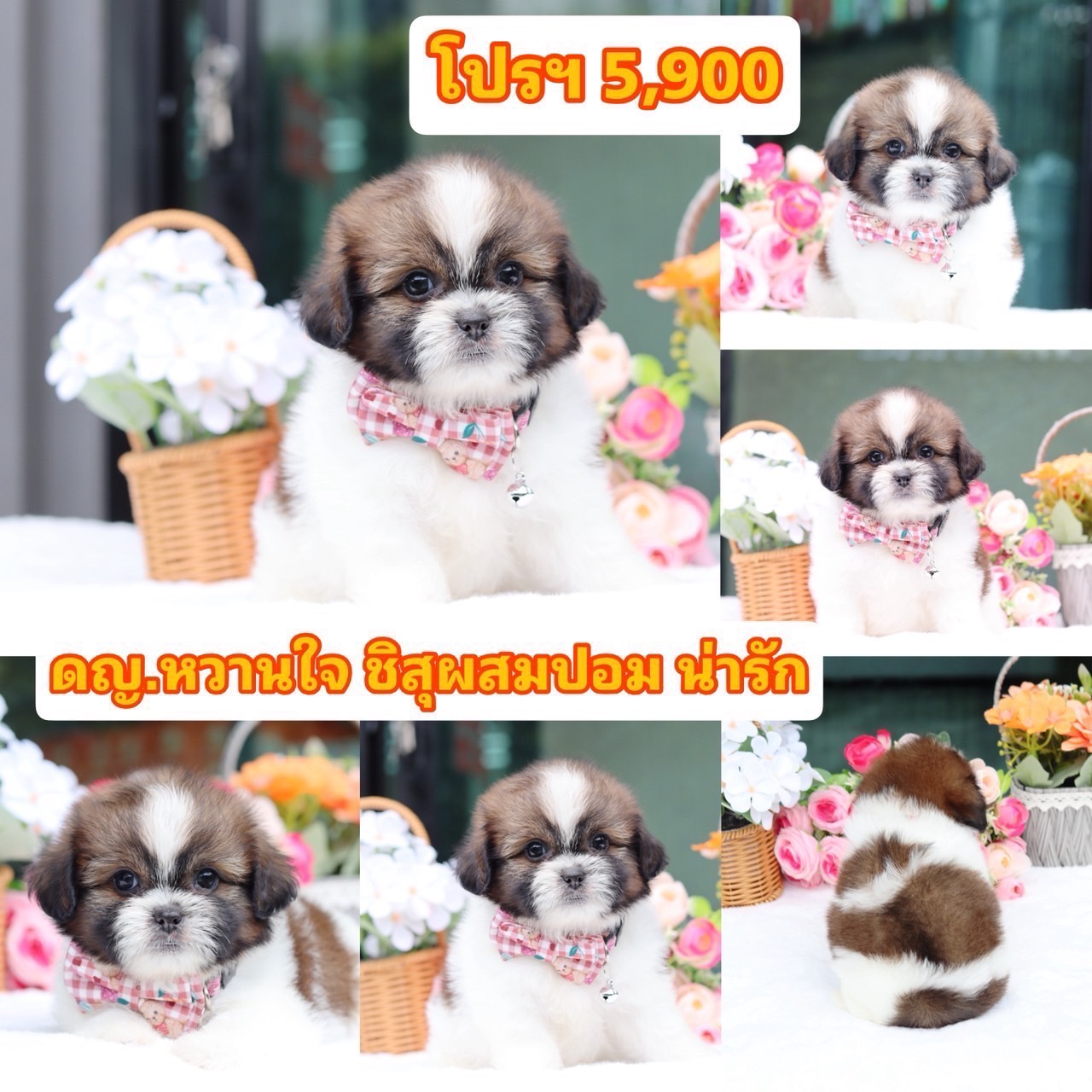 ชิสุผสมปอม