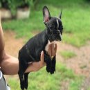 french Bulldog female เฟร้นบลูด็อก พร้อมย้ายบ้าน