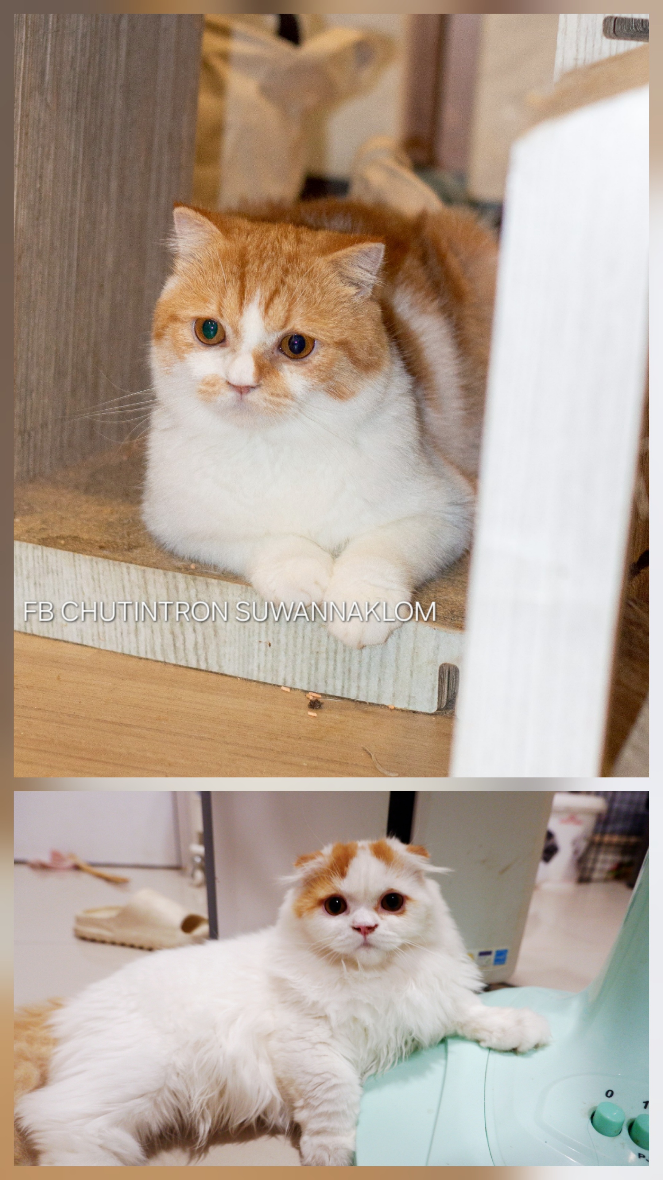 ขายเหมาลูกแมวสกอตติชโฟลด์