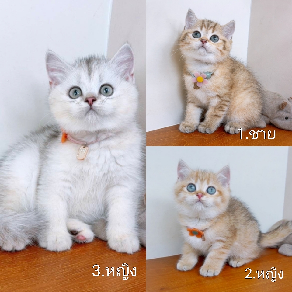 แมวบริติช Ny สวยน่ารัก  เกรดคุณภาพ