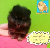 (ปิดการขาย น้องได้เจ้าของละครับ)  มีลูกปอม สี Black &Tan พร้อมใบเพ็ดดีกรี  ล...