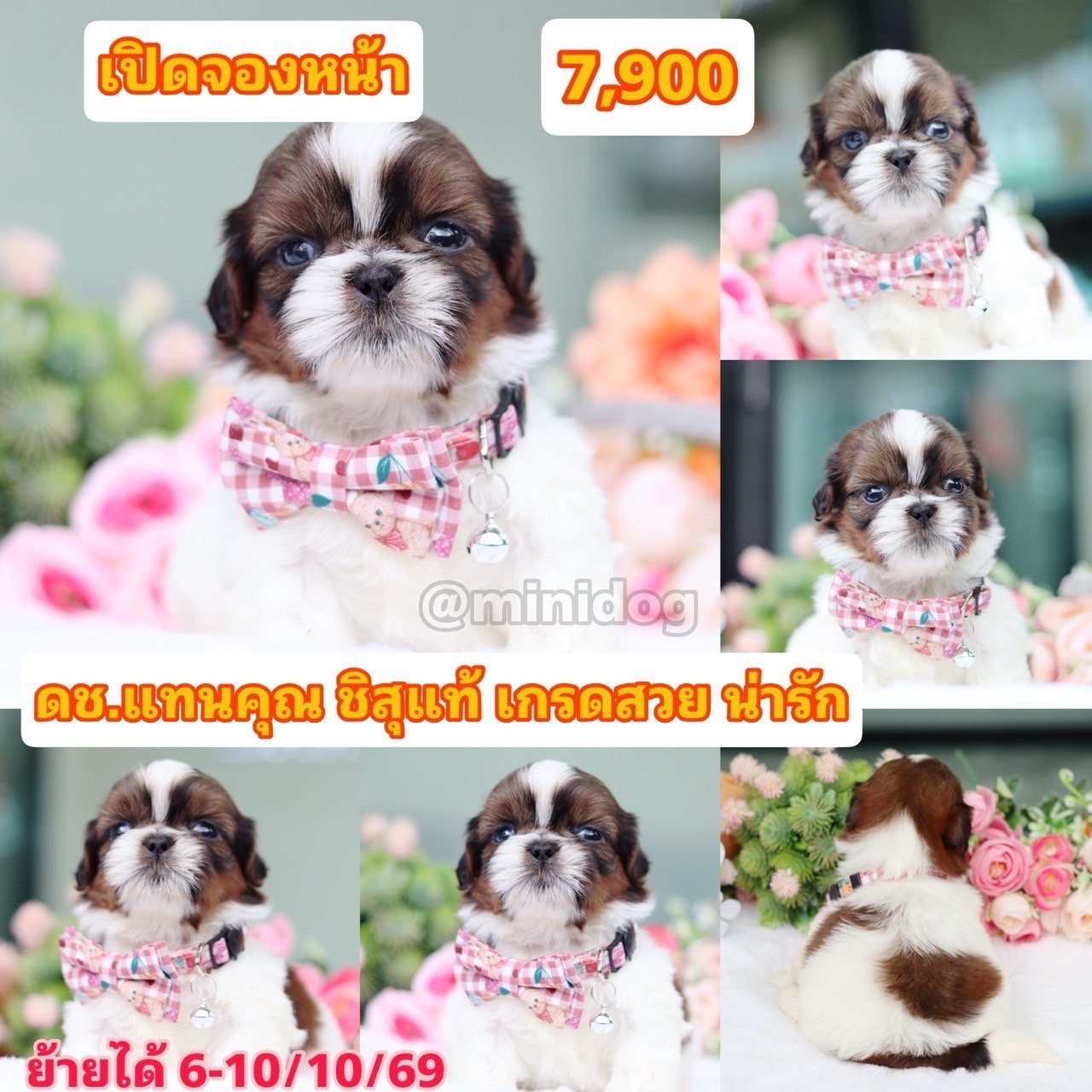 ชิสุแท้เกรดสวย