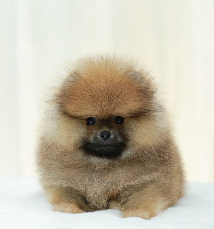 ปอมแท้ ปอมหน้าหมี HRM-10840 เพศชาย สีส้ม ตัวจิ๋วตัวเล็ก แก้มอ้วน น่าฟัดมาก ๆ ตอน...