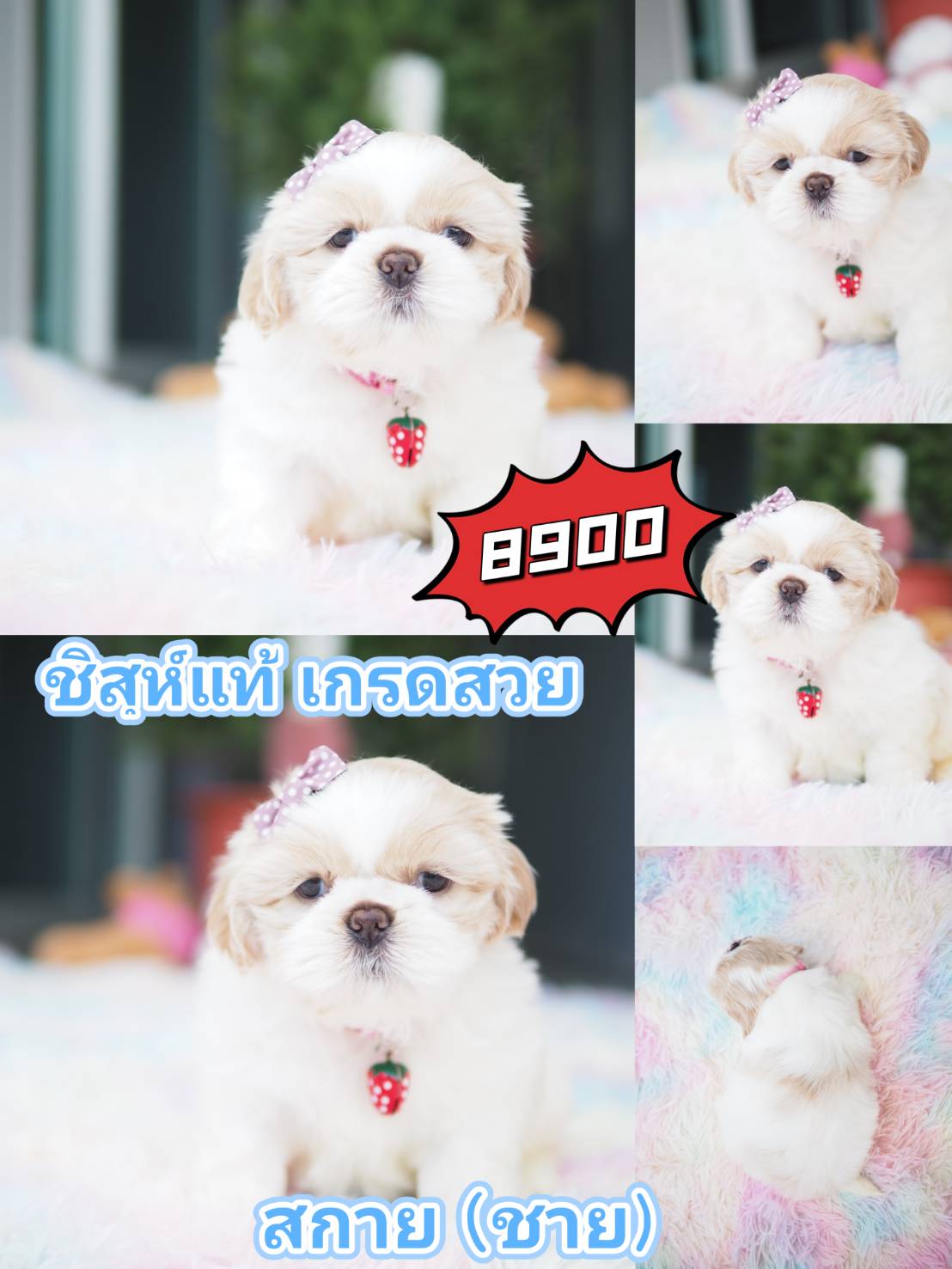 กิ๊ฟซ่ามาแล้ว