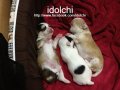 ขายน้องชิวาวาขนยาว น่ารัก แห่งบ้าน idolchi