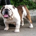 สุดยอด พ่อพันธ์ Bulldog American Champion DREAMER รับผสม