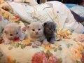 ขายลูกแมว Scottish fold หูพับ มีสามตัว