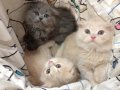 ขายลููกแมว Scottish fold หูพับ ขนแน่นฟู เหลือ 2 ตัว พร้อมย้ายบ้าน