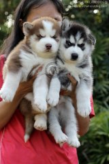 Siberian Husky ตาฟ้าๆ  ขนแน่น เพตดีกรีเต็มใบ 9500