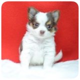 [Chihuahua Is Here] สีขาวช็อค เพศผู้ มีคิ้ว (SOLD)