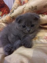 ขายลูกแมวหูพับ Scottish Fold สีสวย พร้อมย้ายบ้าน