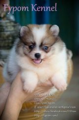 FYPOM KENNEL ขายน้อง A เพศเมีย สีปาร์ตี้ ขนแน่น โครงสร้างดี มีใบเพ็ดดิกรี