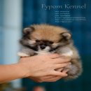 FYPOM KENNEL ขายน้อง Figma เพศหญิง สีส้ม ขนแน่น โครงสร้างดี มีใบเพ็ดดิกรี