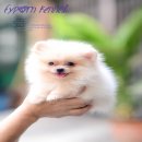 FYPOM KENNEL ขายน้อง kiwi เพศผู้ สีขาว ขนแน่น โครงสร้างดี มีใบเพ็ดดิกรี