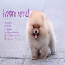 FYPOM KENNEL ขายน้อง Soba เพศหญิง สีส้ม ขนแน่น โครงสร้างดี มีใบเพ็ดดิกรี 