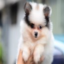 FYPOM KENNEL ขายน้อง Roborovski เพศชาย สีปาร์ตี้ ขนแน่น โครงสร้างดี มีใบเพ็ดดิกร...