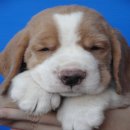 จำหน่าย ลูกสุนัข บีเกิ้ล Beagle ลูกไทยแชมป์ Th.Ch สวยๆ จาก BogBogBog Kennel
