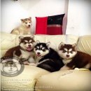 SIBERIAN HUSKY สไตล์ wolly coatขนแน่นบึ้มๆ เกรดคุณภาพ (รับบัตรเครดิต) 