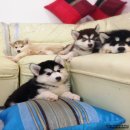 SIBERIAN HUSKY สไตล์ wolly coat ขนแน่นบึ้มๆ เกรดคุณภาพ (รับบัตรเครดิต)  