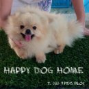 HAPPY DOG HOME ขายแม่พันธ์ปอมขาวขนฟูหน้าหมี จ่ายลูกหน้าหมี พึ่งมีลูกคอดเดียวค่ะ