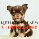 LITTLE DOG'S FARM : ย้ายบ้านแล้วค่ะ ชิวาวาขนยาวสีชอคโกแลตแอนด์แทน ตัวเล็กน่ารักๆ...