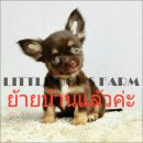 LITTLE DOG'S FARM : ย้ายบ้านแล้วค่ะ  สาวน้อยชิวาวาขนยาว สีชอคโกแลตแอนด์แทน สวยๆเ...