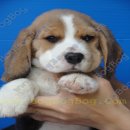 ลูกสุนัข บีเกิ้ล Beagle ลูกไทยแชมป์ Th.Ch สวยๆ จาก BogBogBog Kennel