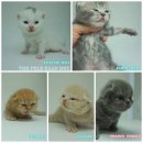 เปิดจองลูกแมว Scottish Fold ครอก D1 (เพ็ดไทย SCFC) เกิดวันเด็ก 15 Apr 2016 [แม่อ...