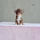 ★^-^*★ WWW.WOWWCHIHUAHUA.COM★^-^*★..""น้องลูกชุบ" เพศเมียขนยาวสีช...