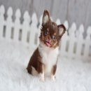 ★^-^*★ WWW.WOWWCHIHUAHUA.COM★^"ชิวาวาสีขาวชอคโกแลต หน้าสั้นสวย น่ารักมาก 15...