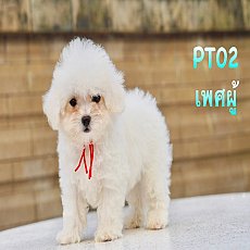 ลูกพุดเดิ้ลทอย ( Poodle toy ) สายพันธุ์แท้ พร้อมย้ายบ้าน รับบัตรเครดิตทุกธนาคาร
