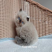 ลูกแมว หิมาลายัน ช็อคพ้อย ( ครบ 9 แต้ม) ตาสีฟ้า เพศชาย