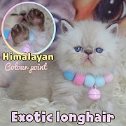 เมสัน : ลูกแมวเอ็กโซติกขนยาว หิมาลายัน Exotic Longhair (colour point) Himalayan...