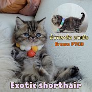 ลูกแมว Exotic shorthair / เอ็กโซติกช็อตแฮร์ เด็กหญิง สีบราวน์แพท brown patched t...
