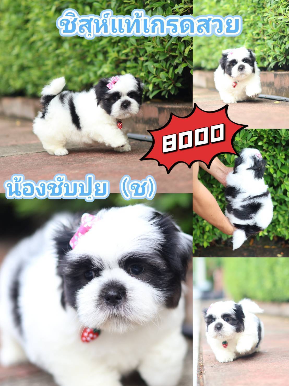 ชิสุ กิ๊ฟซ่า