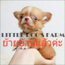 LITTLE DOG'S FARM : ย้ายบ้านแล้วค่ะ ชิวาวาขนยาว ไซด์ทีคัพ สีน้ำตาลทองสีอ่อนสวยๆ