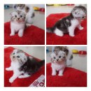 เปิดจองเด็กหญิง Scottish Fold หูพับค่ะ