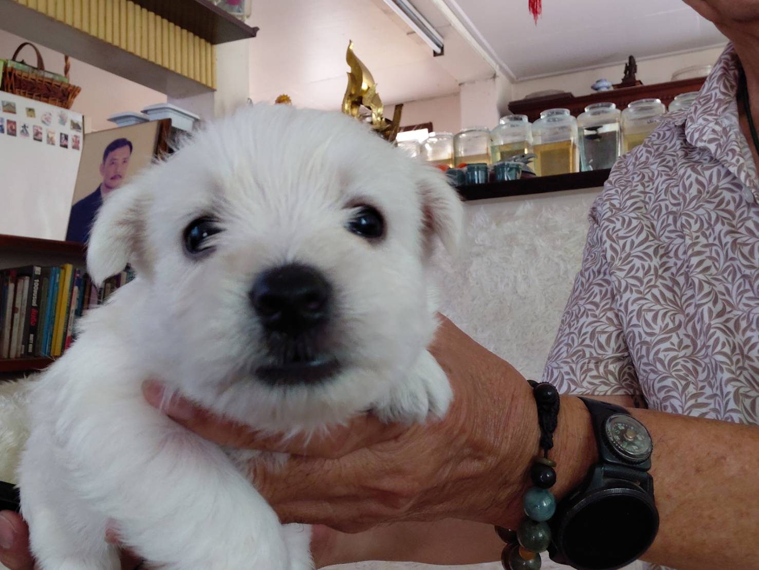 เปิดจองลูกเวสตี้ คุณภาพสูง