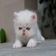  ลูกแมว Exotic sh ขนสั้น เพศชาย สีขาว ตาสีฟ้า