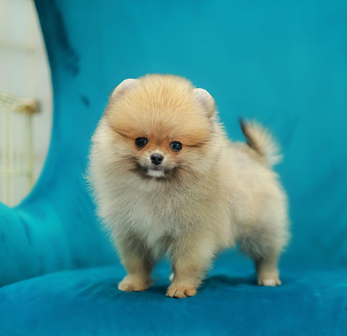 ปอมแท้ ปอมหน้าสั้น HRF-10578 เพศหญิง สีส้ม  หน้าตาน่ารัก น่าเอ็นดูมาก ๆ แก้มนุ่ม...