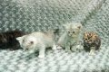 เปิดจองลูกแมว Scottish Fold พันธุ์แท้พร้อมใบ CFCT มาด้วยกัน 4 สหาย