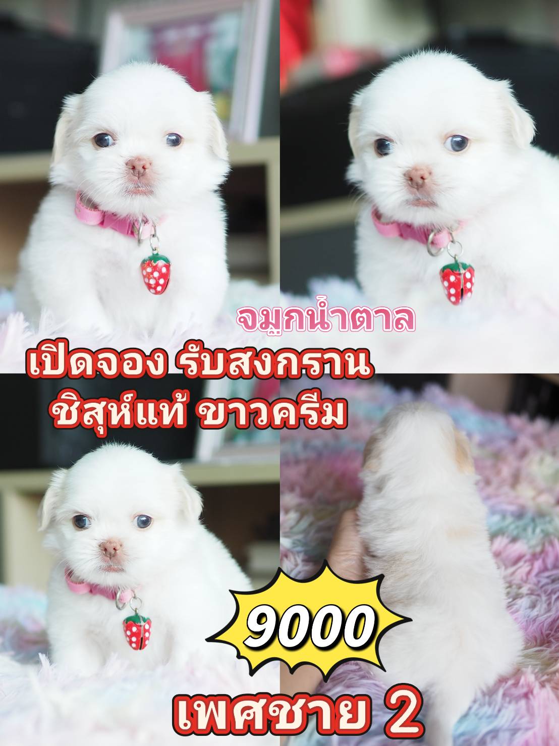 Shihtzu ขาว สายฝ.9000