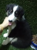 ลูก collie lassie พร้อมขายแล้วจ้า