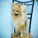 FYPOM KENNEL: แบ่งขายพ่อพันธุ์ อายุ 2 ปี ลูกไทยแชมป์