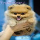 FYPOM KENNEL ขายน้อง Tamron เพศผู้ ไซส์มาตรฐาน สีส้ม ขนแน่น โครงสร้างดี มีใบเพ็ด...