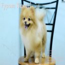 FYPOM KENNEL: แบ่งขายพ่อพันธุ์ อายุ 2 ปี ลูกไทยแชมป์ 