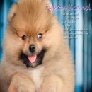 FYPOM KENNEL ขายน้อง BAMBOO เพศผู้ สีส้ม ขนแน่น โครงสร้างดี ลูกไทยแชมป์